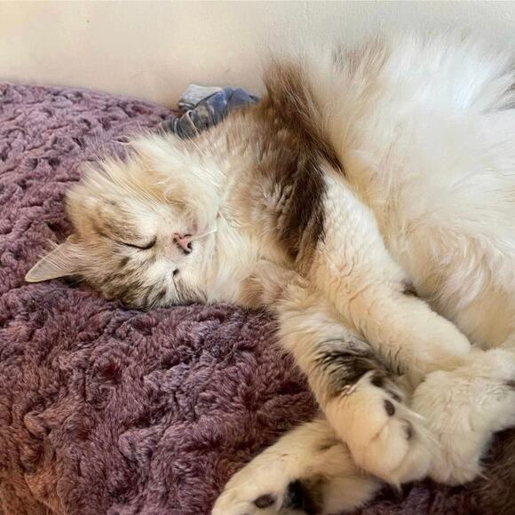 Vintage Carved Tiger Cowrie Polished Shell Bangle Bracelet Mother of Pearl Boho - Picture 14 of 14